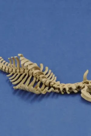 Affaire À Saisir Royal Model di R. Reale 1046 Cow Skeleton No. 1